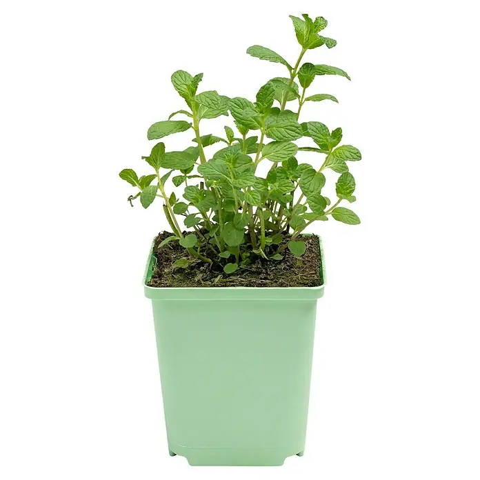 Piardino Cocktail-Minze